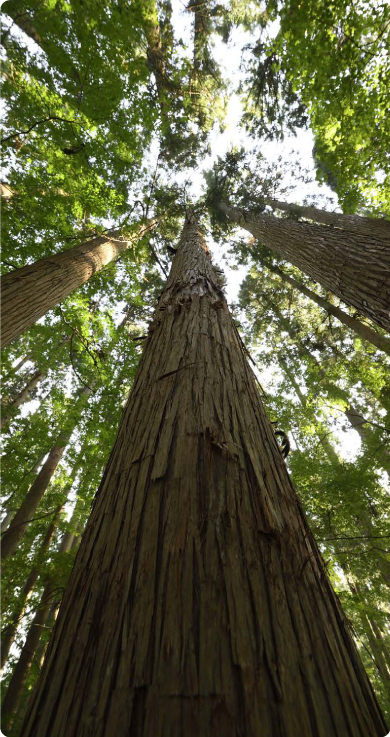 樹齢114年の杉の写真